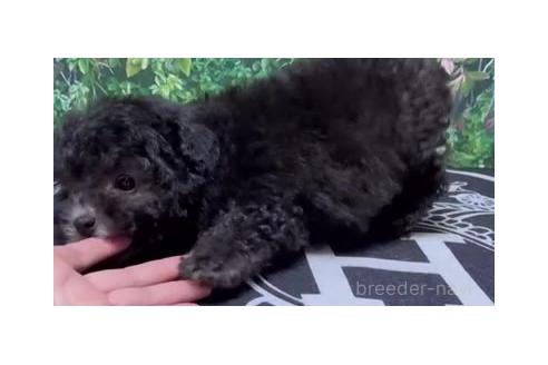 成約済の愛媛県のミックス犬-366789の3枚目